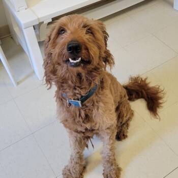 Hippie -  Goldendoodle Dog for Adoption in West Jefferson, Ohio - Hippie | PetCurious