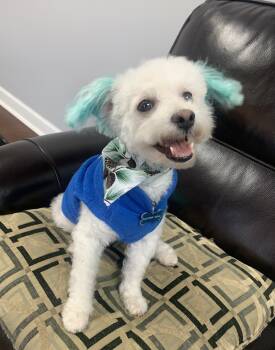 Rescue Maltese and Poodle Dogs for Adoption in Plymouth, Michigan - Wilbur | PetCurious