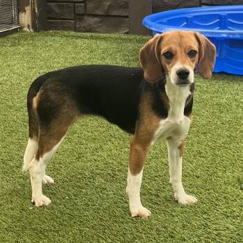 Toaster 4108 -  Beagle Dog for Adoption in Loxahatchee Groves, Florida - Toaster 4108 | PetCurious