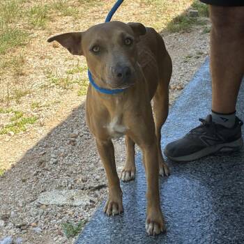 Goldie -  Blue Lacy and Mixed Breed Dog for Adoption in Buchanan Dam, Texas - Goldie | PetCurious