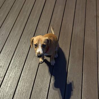 Xeno -  Beagle and Mixed Breed Dog for Adoption in Potomac, Maryland - Xeno | PetCurious
