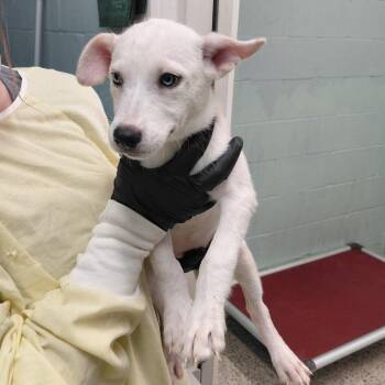 POWER 3815 -  Husky and Mixed Breed Dog for Adoption in Loxahatchee Groves, Florida - POWER 3815 | PetCurious