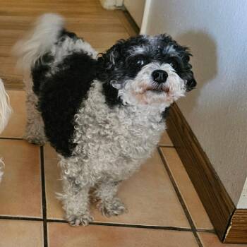 Miniature Poodle and Maltese Dogs Available for Adoption in Ramona, California - Sofie | PetCurious
