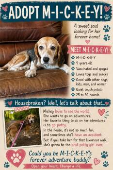 Mickey -  Beagle Dog for Adoption in Scranton, Pennsylvania - Mickey | PetCurious