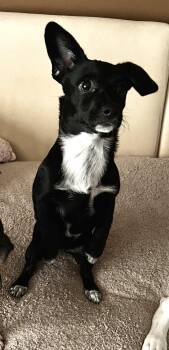 Rescue Chihuahua and Dachshund Dogs for Adoption in Los Angeles, California - Tippy | PetCurious