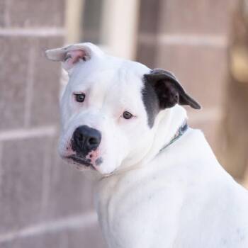 Pit Bull Terrier Dogs Available for Adoption - Snoopy | PetCurious