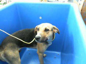 Rescue Mixed Breed Dogs for Adoption in Dallas, Texas - VADA | PetCurious