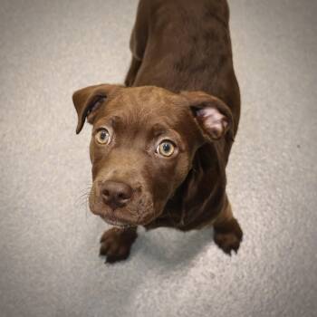 Rescue Chocolate Labrador Retriever and Hound Dogs for Adoption in Briarcliff Manor, New York - A Gus **available At Offsite Adoption Event On Sunday, 11/23 * P | PetCurious
