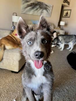Siberian Husky and Australian Shepherd Dogs Available for Adoption in Scottsdale, Arizona - Jetty | PetCurious