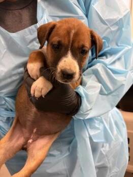 Tansy -  Mixed Breed Dog for Adoption in Fresno, California - Tansy | PetCurious