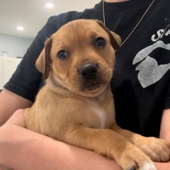Kay- 3763 -  American Staffordshire Terrier Dog for Adoption in Fairmont, West Virginia - Kay- 3763 | PetCurious