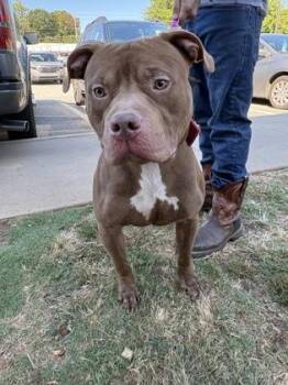 Bento Box -  Mixed Breed Dog for Adoption in Chamblee, Georgia - Bento Box | PetCurious