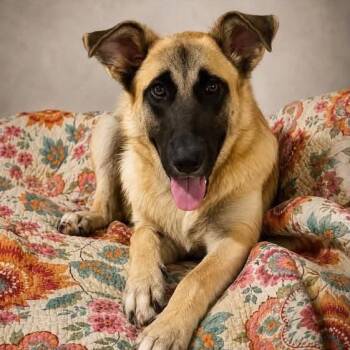 Willow D46380 -  German Shepherd Dog and Mixed Breed Dog for Adoption in Corsicana, Texas - Willow D46380 | PetCurious