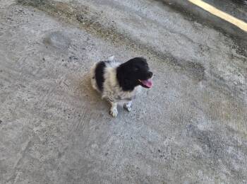 Border Collie and Australian Shepherd Dogs Available for Adoption - Mara | PetCurious