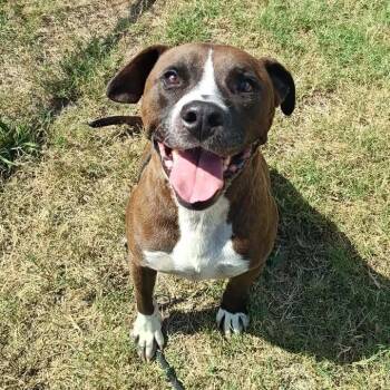 TiTi -  Pit Bull Terrier and Boxer Dog for Adoption in Springdale, Arkansas - TiTi | PetCurious