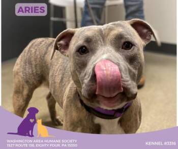 Rescue Pit Bull Terrier Dogs for Adoption in Eighty Four, Pennsylvania - Aries | PetCurious