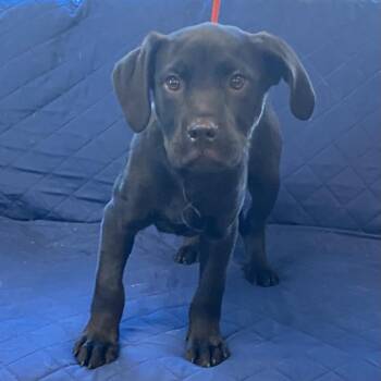 Hound Dogs Available for Adoption - Randy | PetCurious