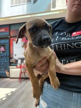 Z-Hara -  Terrier and Pit Bull Terrier Dog for Adoption in Elyria, Ohio - Z-Hara | PetCurious