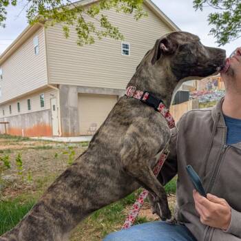 Sasha -  Boxer and Mixed Breed Dog for Adoption in Lenoir, North Carolina - Sasha | PetCurious