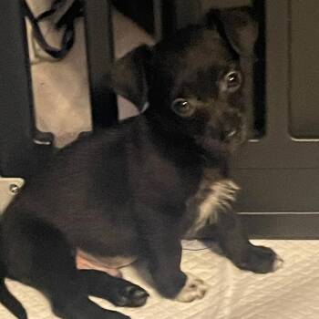 Sammie -  Miniature Poodle Dog for Adoption in Sonora, California - Sammie | PetCurious