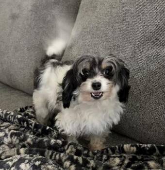 Yorkshire Terrier and Mixed Breed Dogs Available for Adoption in Fort Worth, Texas - Lylah | PetCurious