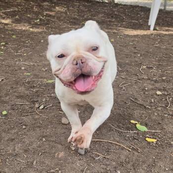 Angel -  French Bulldog and Mixed Breed Dog for Adoption in Spokane, Washington - Angel | PetCurious