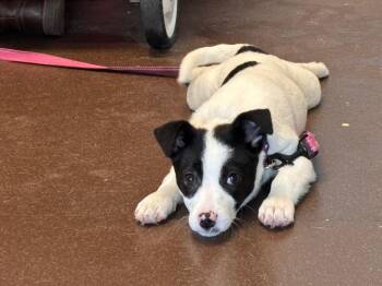 Jack Russell Terrier and Terrier Dogs Available for Adoption - Paisley | PetCurious