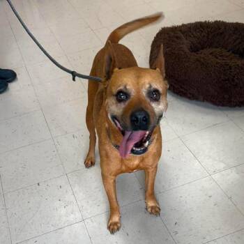 Archer -  Basenji and Shepherd Dog for Adoption in Jacksboro, Tennessee - Archer | PetCurious
