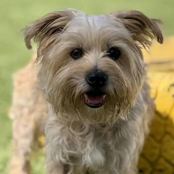 Andy -  Silky Terrier Dog for Adoption in Hondo, Texas - Andy | PetCurious
