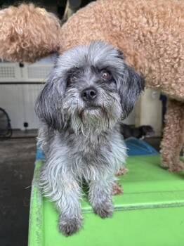 Lilah -  Poodle and Terrier Dog for Adoption in New York, New York - Lilah | PetCurious