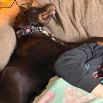 Doberman Pinscher and Mixed Breed Dogs Available for Adoption in Tomah, Wisconsin - Albie | PetCurious