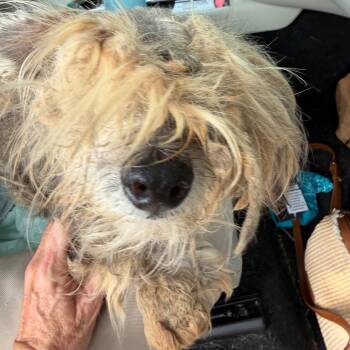 Ralph -  Yorkshire Terrier and Miniature Poodle Dog for Adoption in Ennis, Texas - Ralph | PetCurious