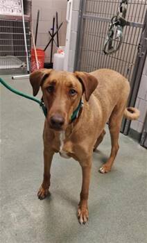 Mixed Breed Dogs Available for Adoption in Santa Fe, New Mexico - PUMBA | PetCurious