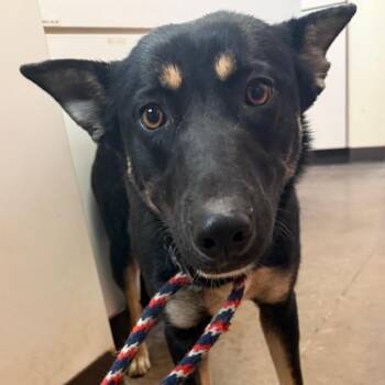 Shepherd and Mixed Breed Dogs Available for Adoption - Sarah | PetCurious