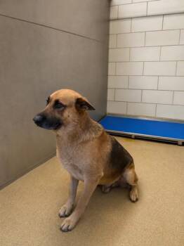 German Shepherd Dog and Mixed Breed Dogs Available for Adoption in North Richland Hills, Texas - Briji | PetCurious