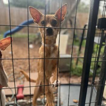 Chihuahua Dogs Available for Adoption in Park Row, Texas - Delilah | PetCurious