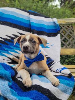 Rescue Pit Bull Terrier Dogs for Adoption in Anza, California - Mr. Smee | PetCurious