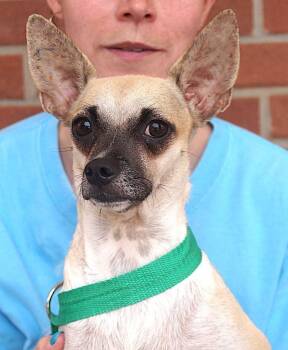 Leya -  Chihuahua Dog for Adoption in Carrollton, Texas - Leya | PetCurious