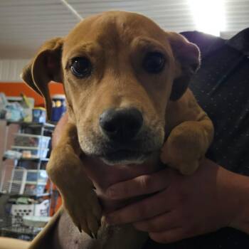 Labrador Retriever and Pit Bull Terrier Dogs Available for Adoption in Waggaman, Louisiana - Bert | PetCurious