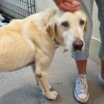 Rescue Yellow Labrador Retriever Dogs for Adoption in Green Valley, Arizona - Sweetie | PetCurious