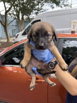Hawaiian Shaved Ice -  Australian Shepherd Dog for Adoption in Mobile, Alabama - Hawaiian Shaved Ice | PetCurious