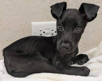 Terrier and Mixed Breed Dogs Available for Adoption - Osaka | PetCurious