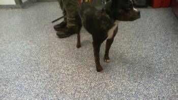 MILO -  Staffordshire Bull Terrier Dog for Adoption in Charlotte, North Carolina - MILO | PetCurious