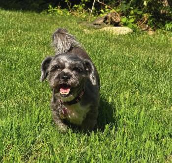 Winston -  Shih Tzu Dog for Adoption in Princeton, Massachusetts - Winston | PetCurious
