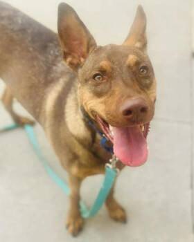 Mixed Breed Dogs Available for Adoption in West Chester, Pennsylvania - Bongo | PetCurious