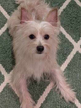 Chip -  Yorkshire Terrier Dog for Adoption in Greensboro, North Carolina - Chip | PetCurious
