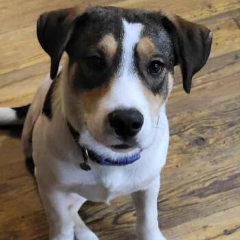 Rescue Beagle and Smooth Fox Terrier Dogs for Adoption in Enfield, Connecticut - Rocky | PetCurious