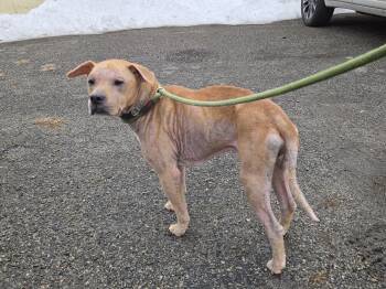 Pit Bull Terrier Dogs Available for Adoption - Dayton | PetCurious