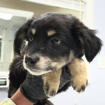 Shepherd and Australian Shepherd Dogs Available for Adoption in Maynardville, Tennessee - Jake | PetCurious