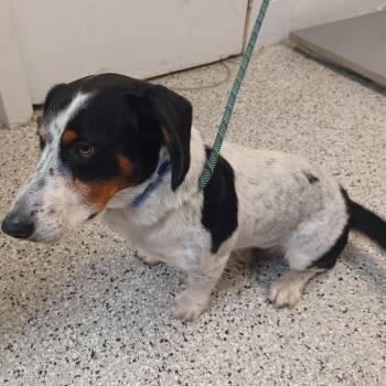 Baseball -  Basset Hound and Spaniel Dog for Adoption in Hattiesburg, Mississippi - Baseball | PetCurious